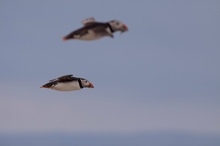 Papageientaucher im Flug