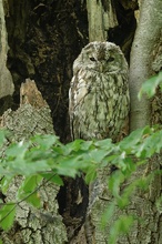 Waldkauz im Lebensraum!