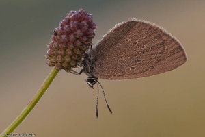 Maculinea nausithous im Morgentau