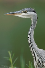 Graureiher (Ardea cinerea)