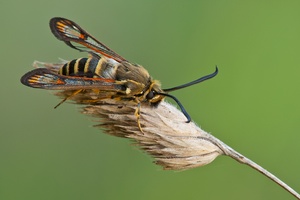 Bembecia ichneumoniformis