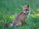 Jungfuchs