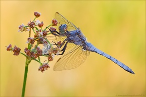~Blau~