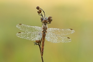 Heidelibelle