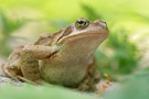 Grasfrosch