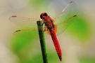 Feuerlibelle