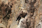 Seeadler