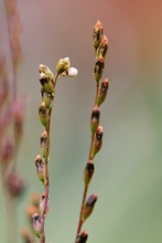 Drosera