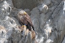 Seeadler noch einer