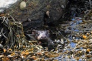 Otter