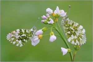 Aurorafalter (Anthocharis cardamines)