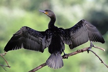 Der beliebteste Vogel Deutschlands ...