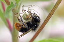 Spinne mit Hummel