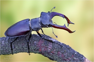 Waldbewohner Hirschkäfer