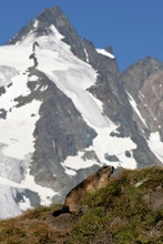 Murmeltier am Grossglockner