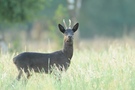 Ein schwarzer Bock im Morgenlicht