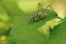 Metrioptera bicolor ...