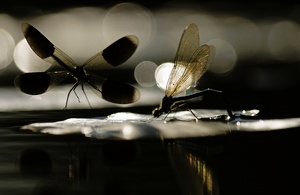 Anflug im Licht