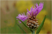 Blaues Körbchen