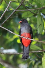 Schieferschwanztrogon