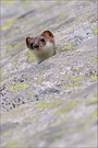 Mauswiesel (Mustela nivalis)