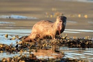 Otter mit Fisch