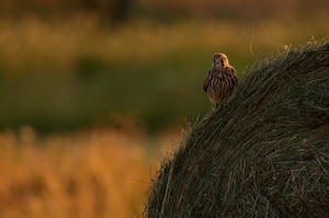 turmfalke