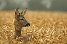 Schon wieder ein "Bock im Weizen"... :-)