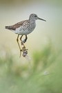 Bruchwasserläufer wie gewünscht