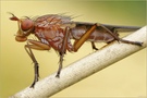 Hornfliege