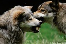 Wolfssprache... (Canis Lupus)