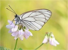 Baum-Weißling - Aporia crataegi