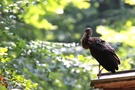 Schwarzstorch auf Hochstand