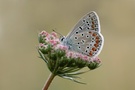 Bläuling auf  Blüte