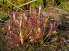sonnentau ( drosera )