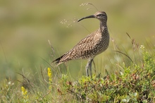 Regenbrachvogel am Kraterrand