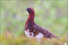 Alpenschneehuhn (Lagopus muta)