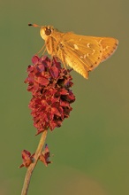 comma am abend