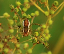 Gerandete Jagdspinne (mit Tonsur)