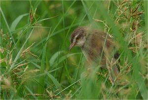 Im tiefen Gras versteckt...