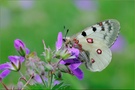 ~ Parnassius phoebus ~~