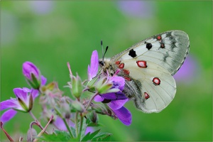 ~ Parnassius phoebus ~~