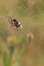 ~ Geköpft im Netz~