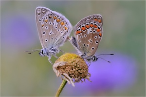 Zwischen Kornblumen und Kamille