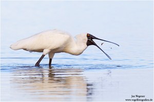 Königslöffler (Platalea regia) Royal Spoonbill