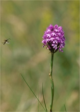 ~ Normandie 2010 VII ~