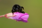 steinhummel auf wald-weidenröschen