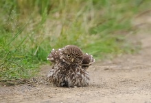 Steinkauz, (Athene noctua) Wildlife