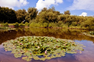 Teich auf Borkum