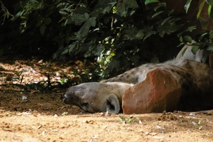 Siesta !